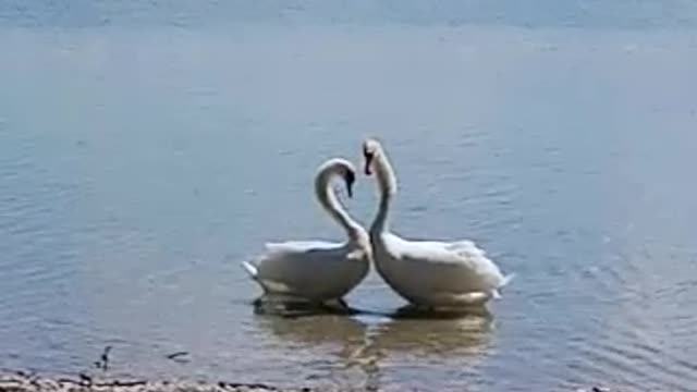 A couple of swans form a heart!