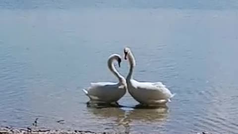 A couple of swans form a heart!