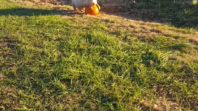 Wilber the pig
