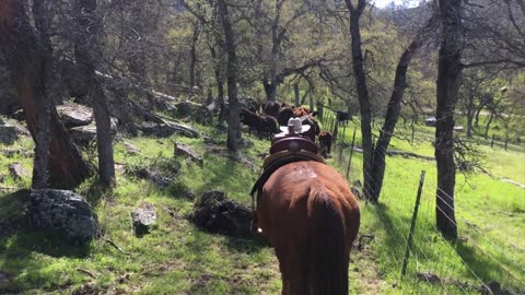 Ranch work with Carlos Part 2