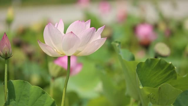 lotus dancing in the wind the color is pink