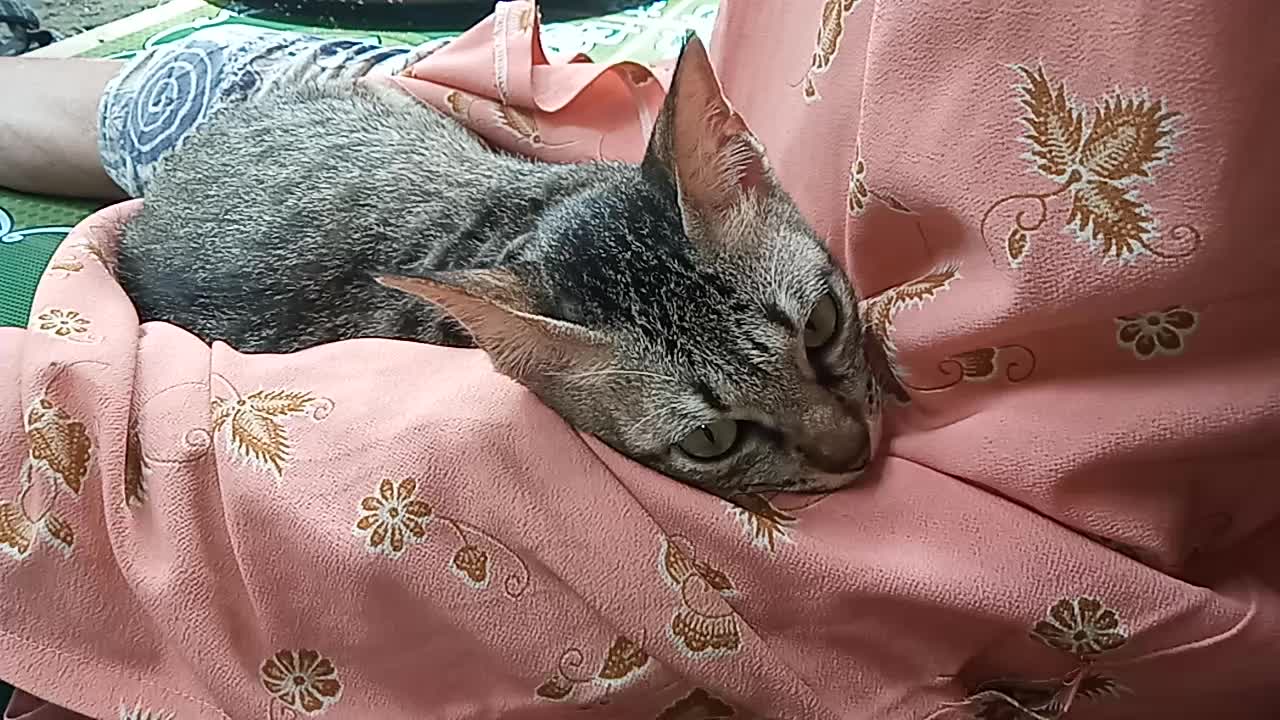 Cat sleeping in lap