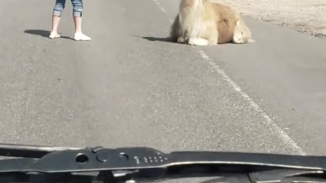 Llama Doesn't Want to Move off the Road