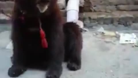 Dangerous tadibear playing with cute baby