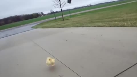 Funny duck running!