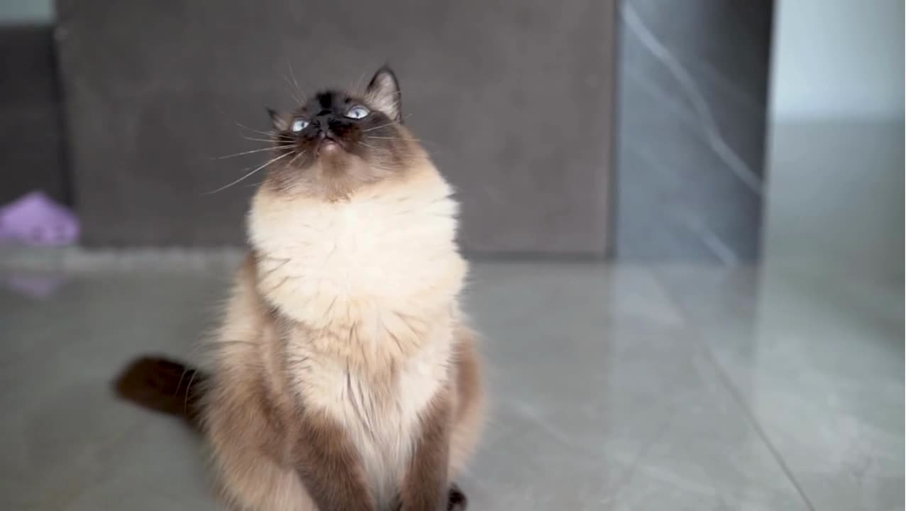 Funny cat video