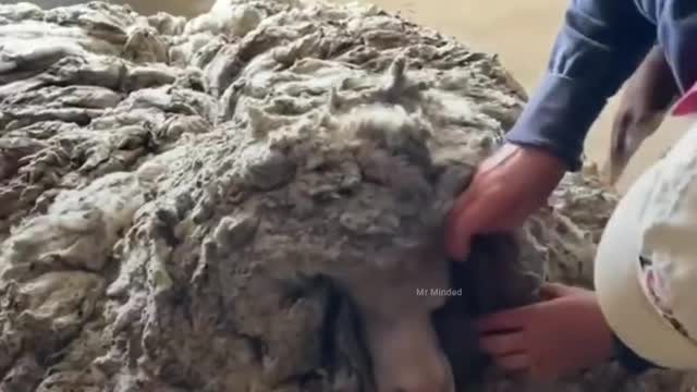 Sheep breed Removing