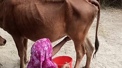 Cow milk
