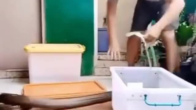 Wild animals/dangerous snake animal/animal snake attack/funny video
