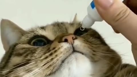 Cat funny videos 🤣🤣🤣