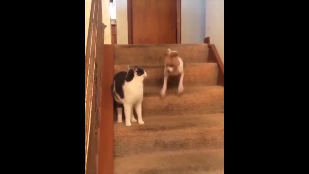 short funny video in dog and cat