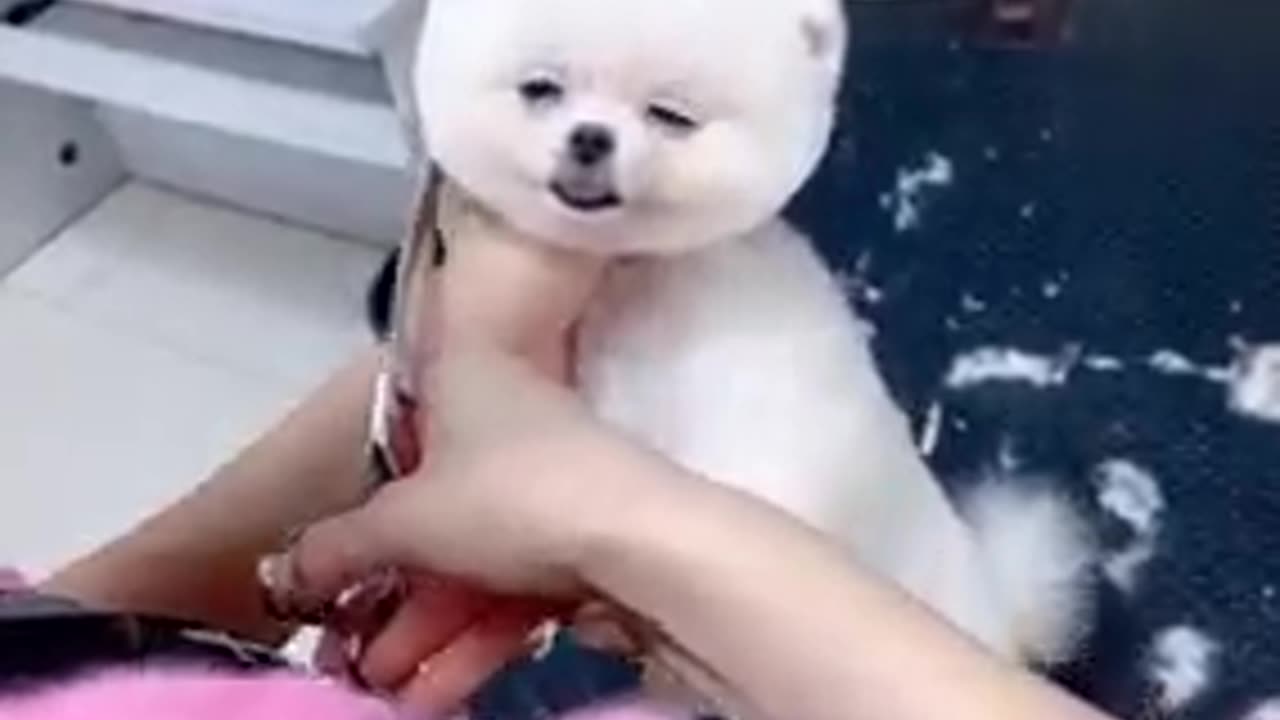 #Funny #Funny video#laugh# interesting#video#short video#short#short cut