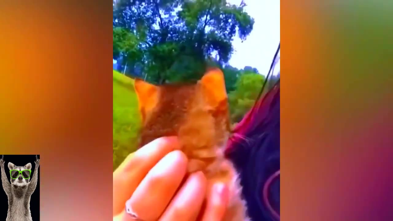Funny animals video
