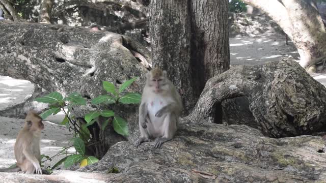 Monkey Sitting On The Roots Of A Big Tree