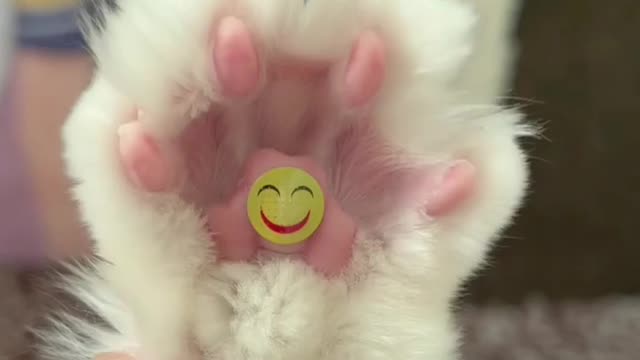 Wonder smile in cat's hand