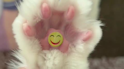 Wonder smile in cat's hand