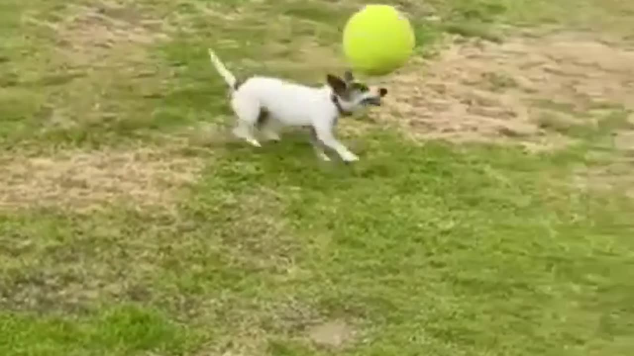 Little baby dog playing football ⚽ in ground # please like and follow me doggy lover