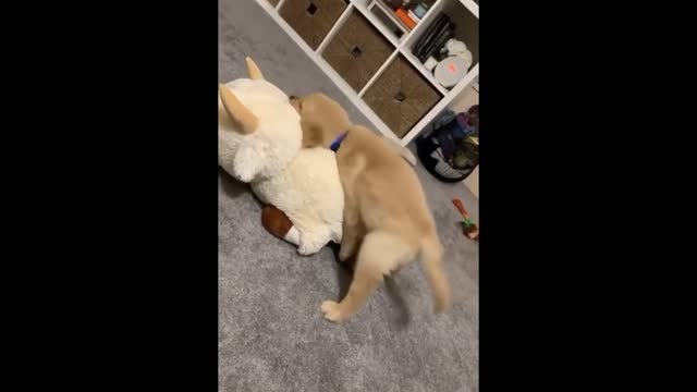 #Dogs #Animals #Cute Funny and Cute golden retriever Puppies Compilation