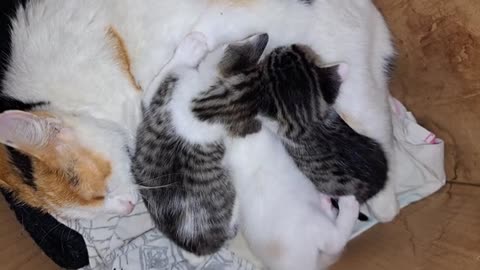 Mother gives milk to her kittens (Cute kittens)