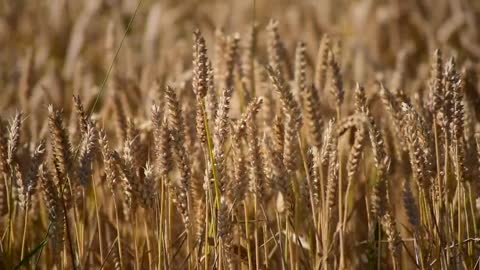 Wheat field 🌾