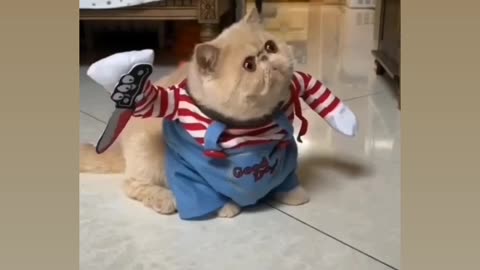 So cute and killer cat 😍🥰💖💕😎