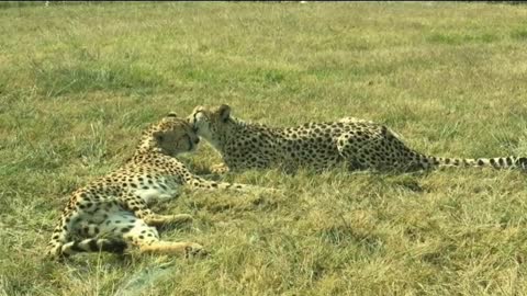 The leopards are playing in the garden