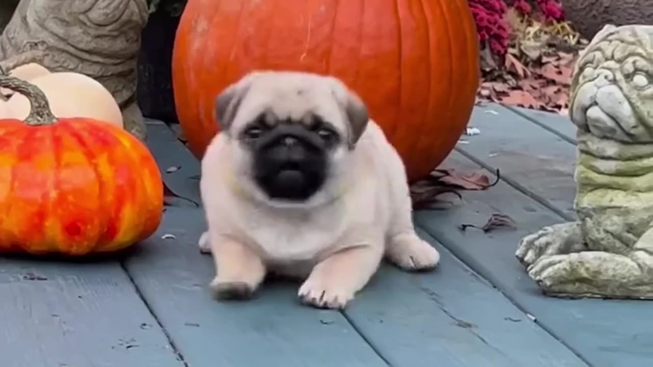 pumpkin and pug dogs in the fall, happy halloween