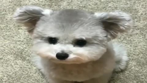 Small lovely