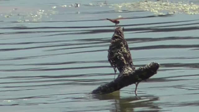 278 Toussaint Wildlife - Oak Harbor Ohio - Got Fooled By Dragon Fly