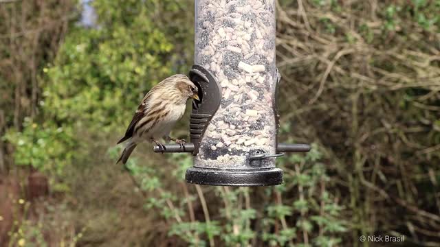 Birds feeding and singing