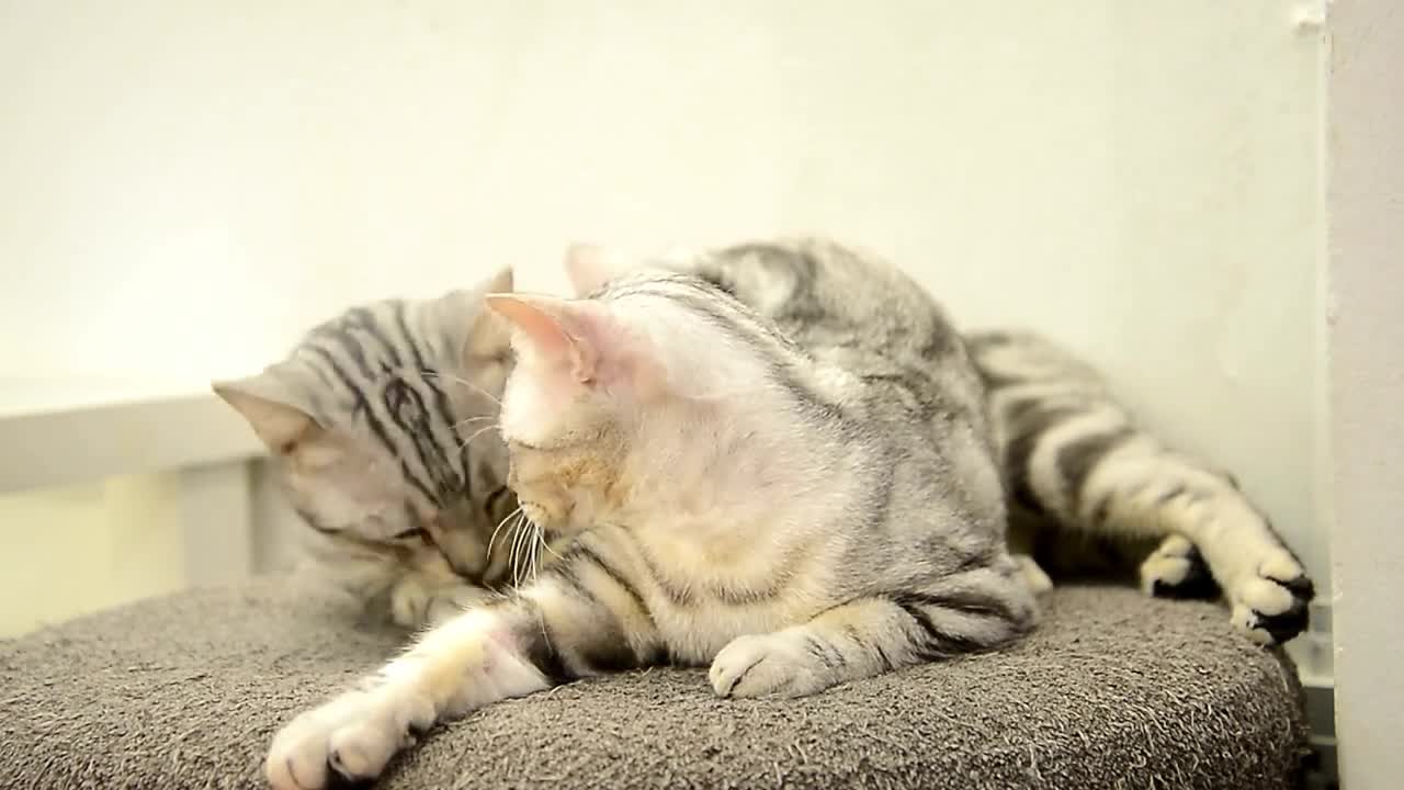 cute couple cat makes you laugh!