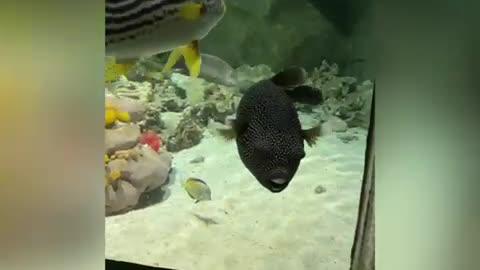 Funny fish