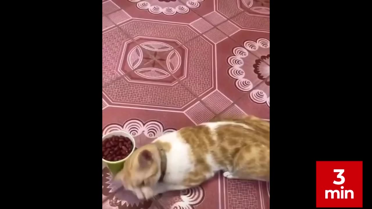 15 min Funny and Cute Cat's Life # 3 _ Funny Cats Compilation Best eve