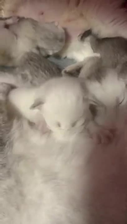 0.Cats and dogs _ cats meowing _ cats funny videos #shorts