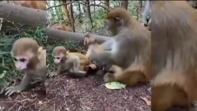 Animals funny videos #Tagshort video