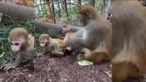 Animals funny videos #Tagshort video