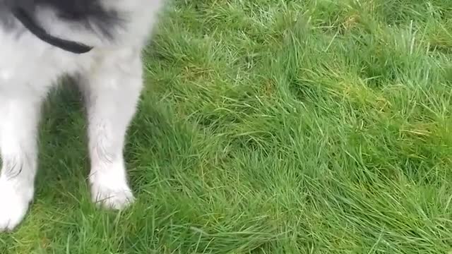 Malky being naughty