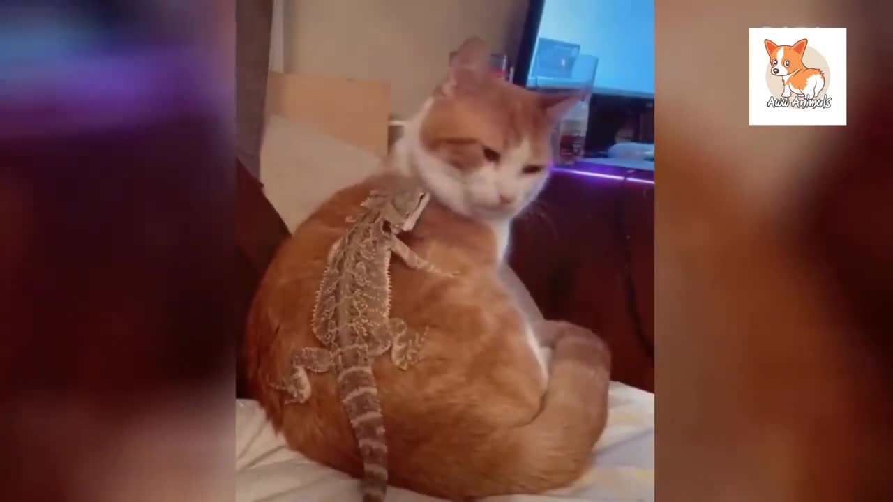 OMG so Cute CAT | Funny cat