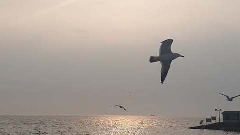 sea and sky with birds