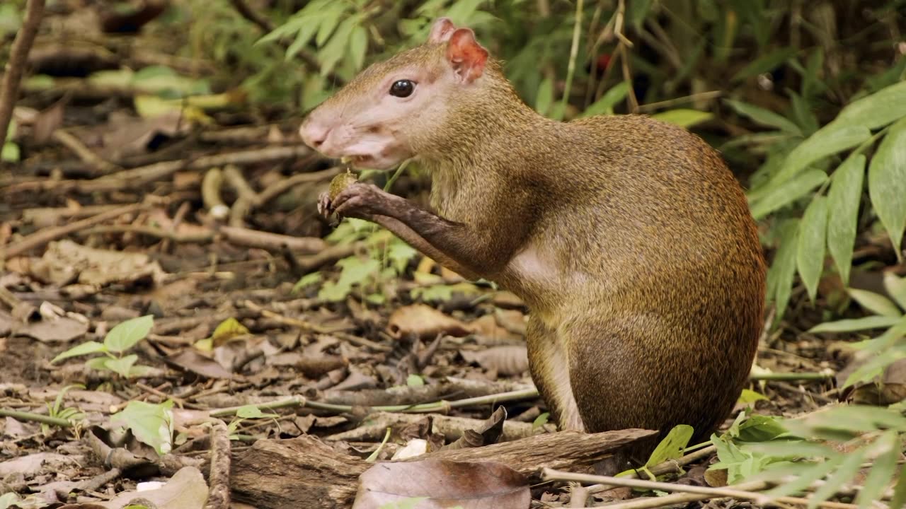 Eating squirrels