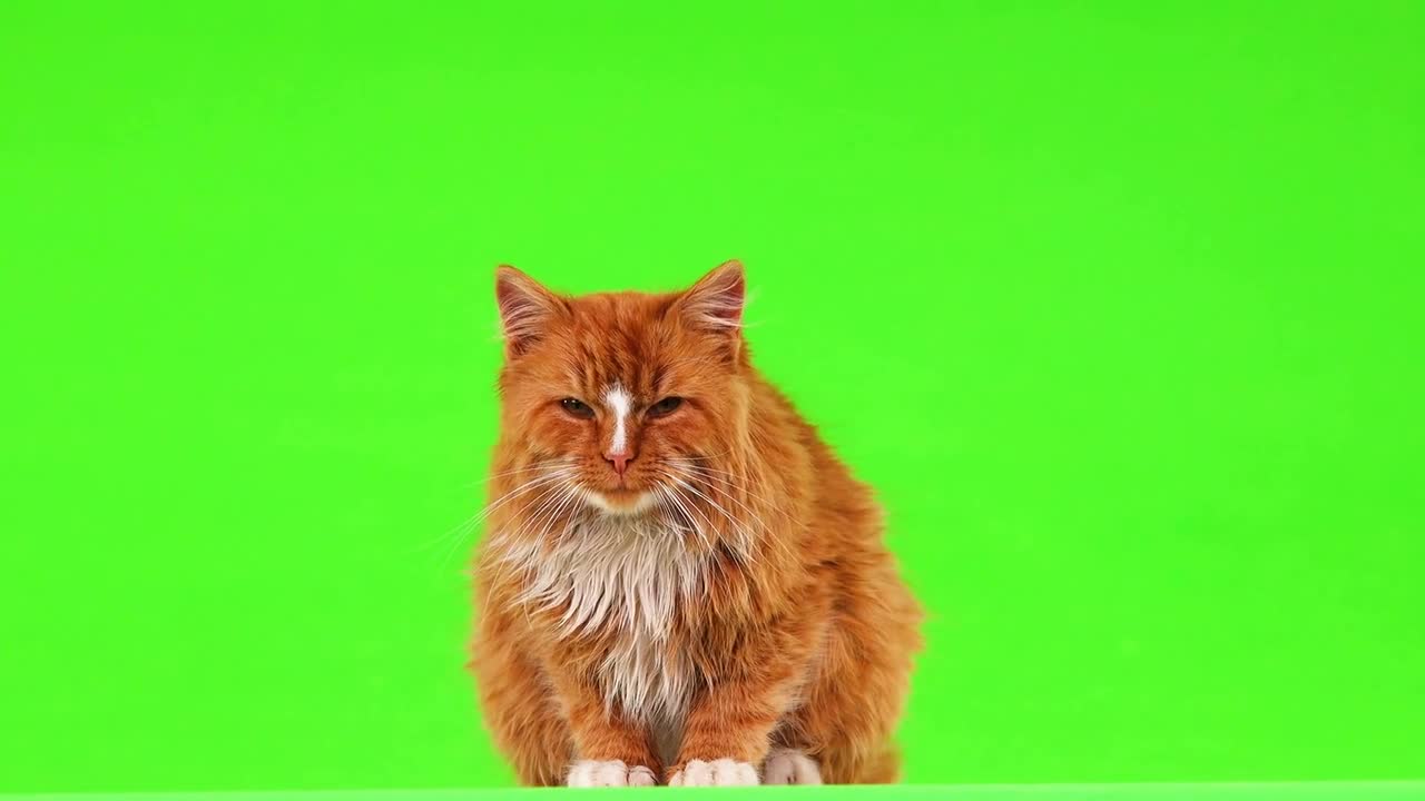 Green screen cat animal video