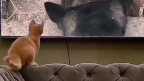 The cat is watching TV.