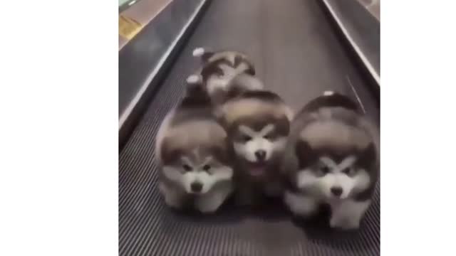 Cheer up puppies, you'll be here soon