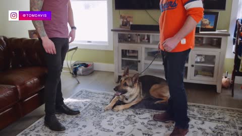 HOW TO TRAIN YOUR DOG TOLEAVE YOUR CAT ALONE HOW TO TEACH YOUR DOG AND CND TO GET ALONG