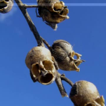 Did You Know? The Snapdragon || FACTS || TRIVIA