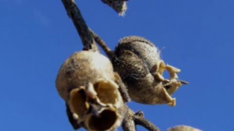 Did You Know? The Snapdragon || FACTS || TRIVIA