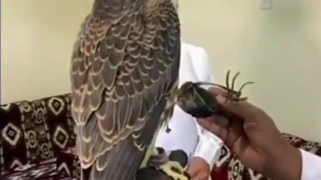 Shaheen chick