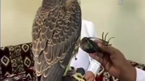 Shaheen chick