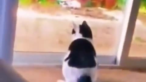 New Funny Animals Dogs Videos 😂Funniest Cats and🐶😺e