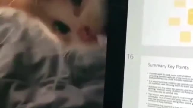 cute cat is trying to eat the computer..so cute😍😍😍